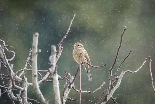 Zaunammer (Jungvogel)