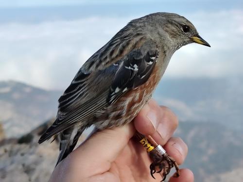 Alpenbraunelle (Jungvogel)