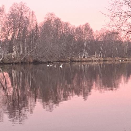 Singschwan