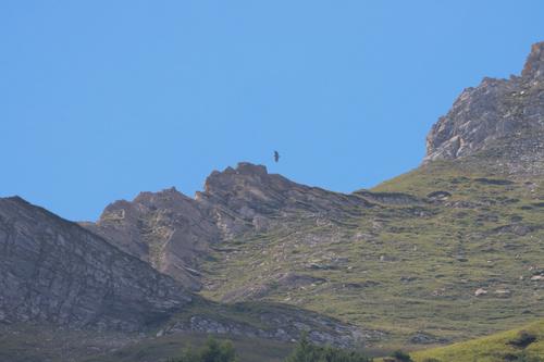 Mönchsgeier (Jungvogel)