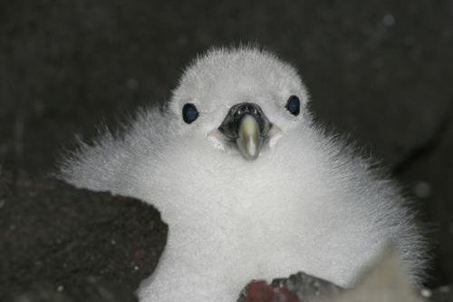 Eissturmvogel