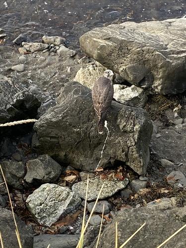 Gerfalke