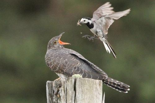 Kuckuck (Jungvogel)