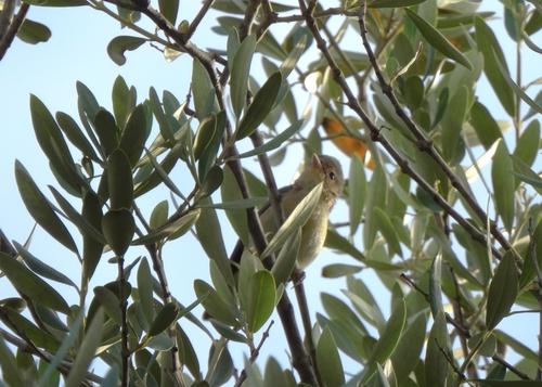 Orpheusspötter (Jungvogel)