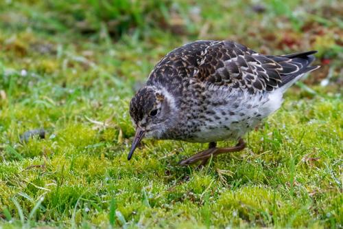 Meerstrandläufer (Jungvogel)
