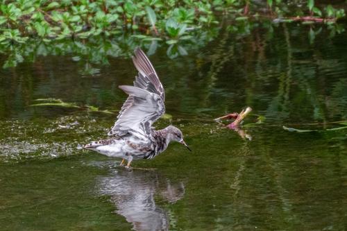 Kampfläufer