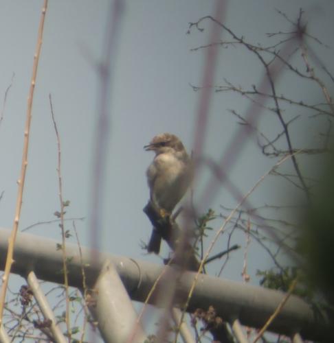 Neuntöter (Jungvogel)