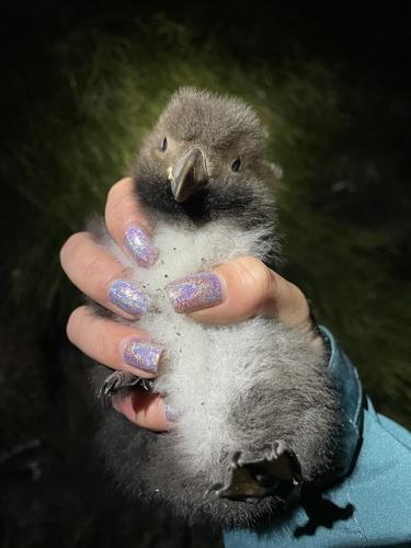 Papageitaucher (Jungvogel)