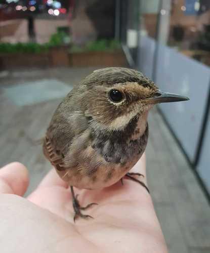 Blaukehlchen (Jungvogel)