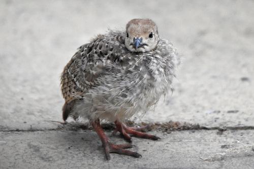 Rothuhn (Jungvogel)