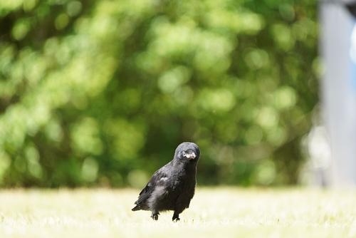 Saatkrähe (Jungvogel)