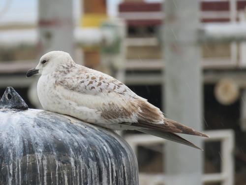 Armenienmöwe (Jungvogel)