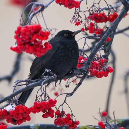 Amsel