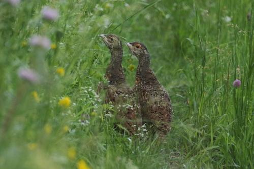 Auerhuhn (Jungvogel)