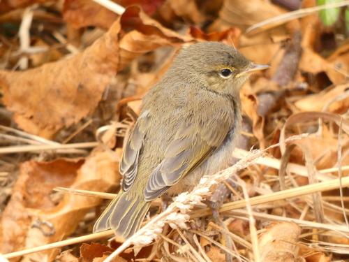 Iberienzilpzalp (Jungvogel)