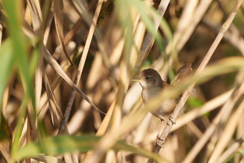 Rohrschwirl (Jungvogel)