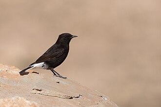 Trauersteinschmätzer