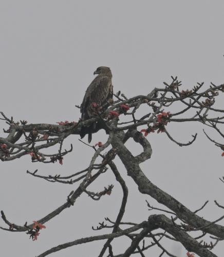 Kaiseradler (Jungvogel)