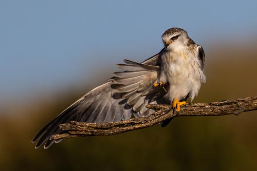 Gleitaar (Jungvogel)