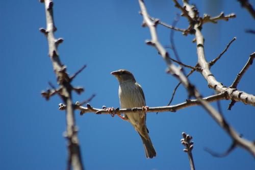 Weidensperling (Weibchen)