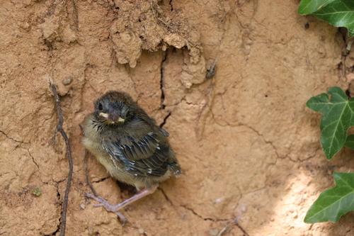 Mönchsgrasmücke (Jungvogel)