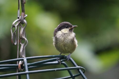 Tannenmeise (Jungvogel)