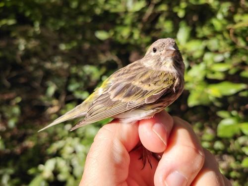 Girlitz (Jungvogel)