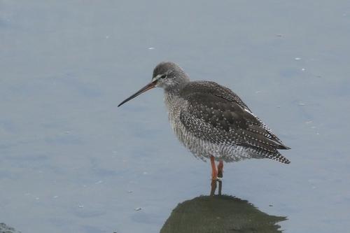 Dunkelwasserläufer (Jungvogel)