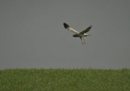 Kornweihe (Jungvogel)