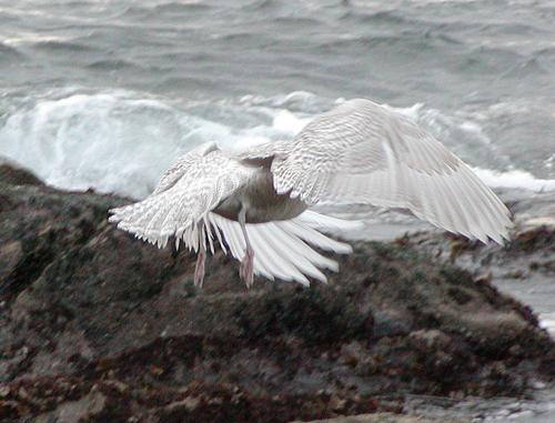Polarmöwe (Jungvogel)
