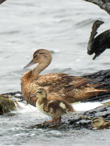 Schnatterente (Jungvogel)
