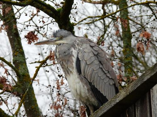 Graureiher (Jungvogel)