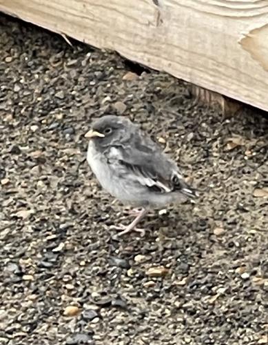 Schneeammer (Jungvogel)