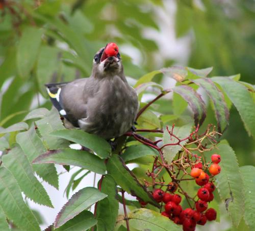 Seidenschwanz (Jungvogel)