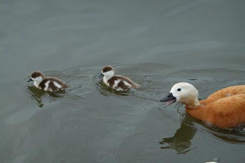 Rostgans (Jungvogel)
