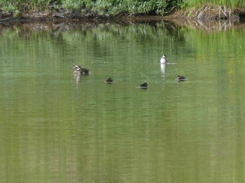 Eisente (Jungvogel)