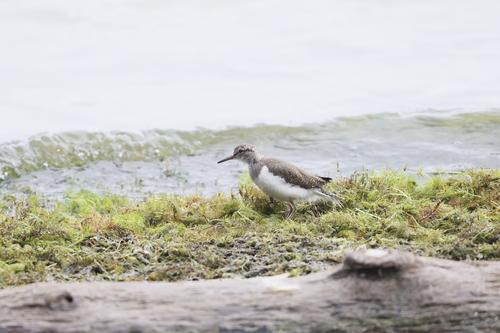 Flußuferläufer (Jungvogel)