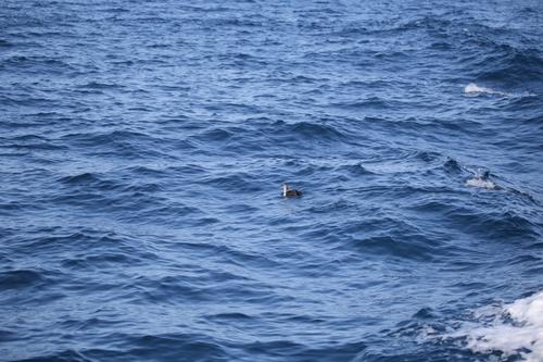 Mittelmeer-Sturmtaucher (Jungvogel)