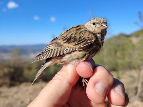 Girlitz (Jungvogel)