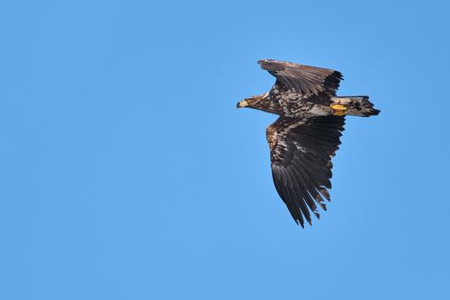 Seeadler (Jungvogel)