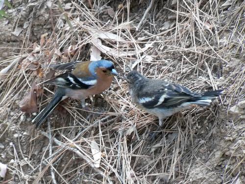 Buchfink (Jungvogel)