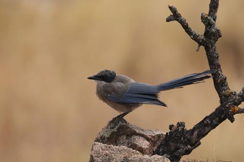 Blauelster (Jungvogel)