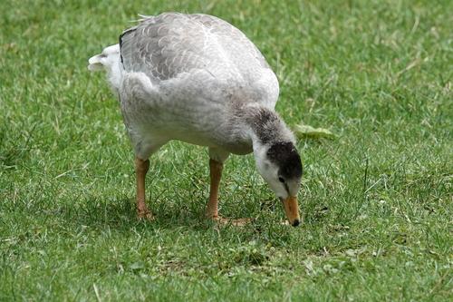 Streifengans (Jungvogel)