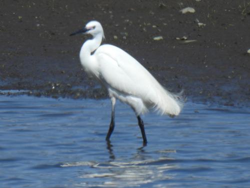 Seidenreiher