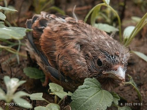 Bluthänfling (Jungvogel)