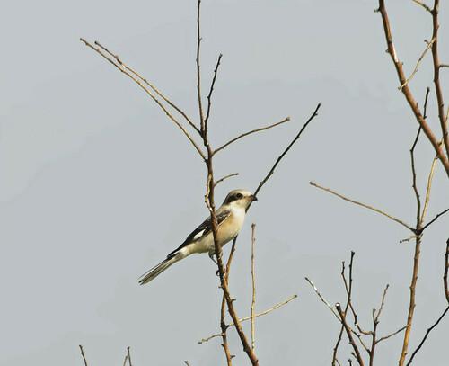 Schwarzstirnwürger (Jungvogel)