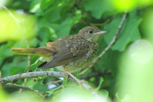 Nachtigall (Jungvogel)