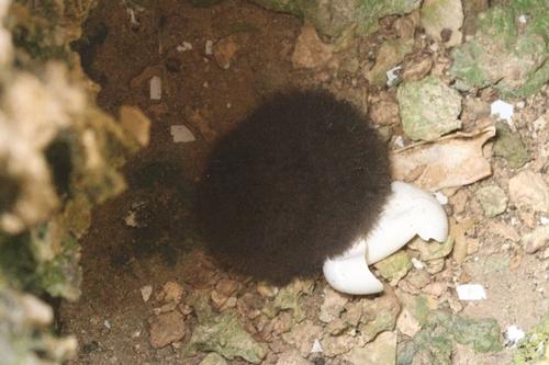 Bulwersturmvogel (Jungvogel)