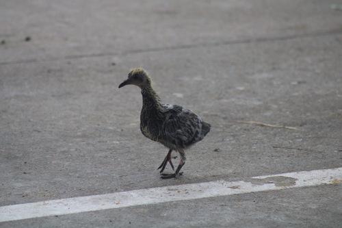 Felsentaube (Jungvogel)