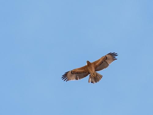 Habichtsadler